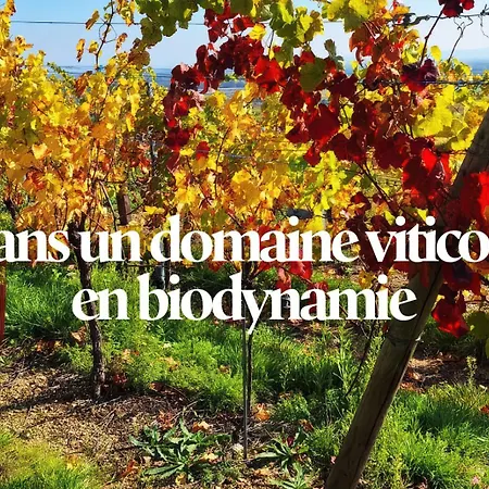 아파트 Combo Praelatenberg 2 Dans La Meme Maison 오르슈윌레르