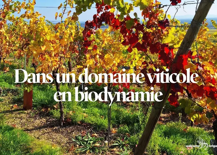 아파트 Combo Praelatenberg 2 Dans La Meme Maison 오르슈윌레르